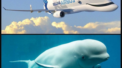 ورود هواپیماهای نهنگ ایرباس به ناوگان هوایی بین‌الملل