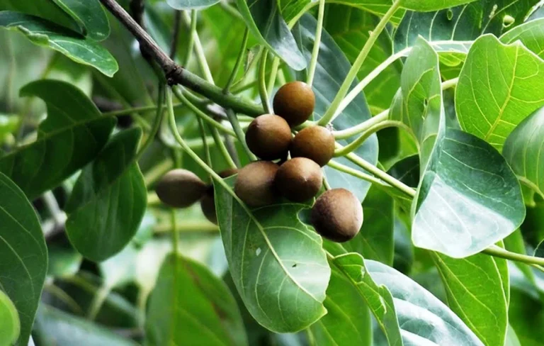 خواص گیاه دارویی هلیله