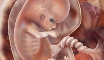Normal-fetal-bpd-size-at-18-weeks-