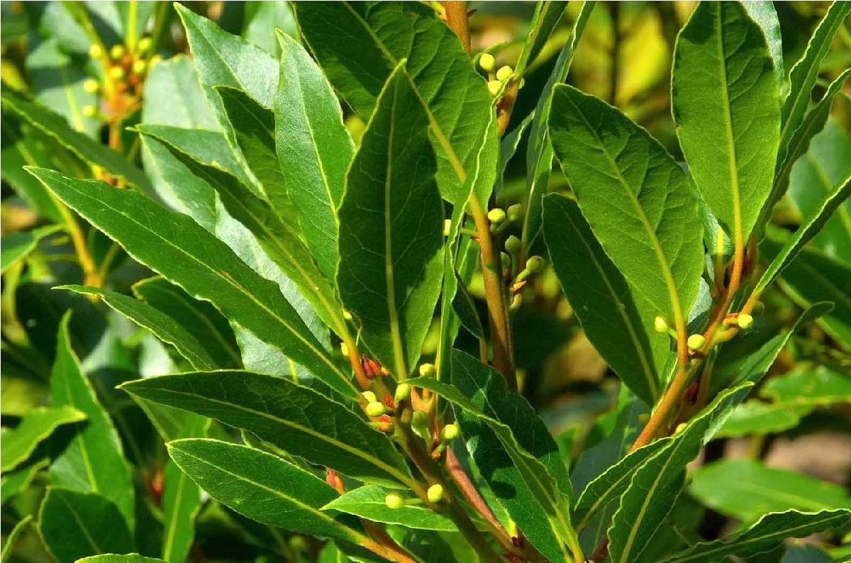 Acquaintance with the preservation of bay leaf and its properties