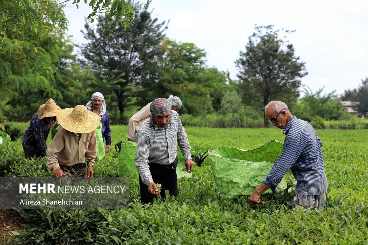 پیش بینی برداشت بیش از ۱۱ هزار تُن برگ سبز چای در شفت - خبرگزاری مهر | اخبار ایران و جهان