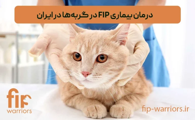 کلینیک FIP گربه‌ها؛ راه‌حل‌های درمانی و مراقبتی در ایران
